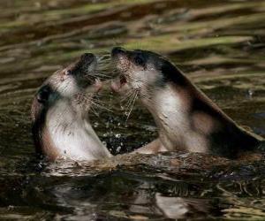 Rompicapo di Foche in acqua