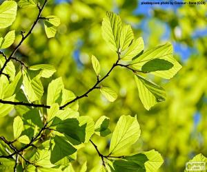 Rompicapo di Fogli dell'albero