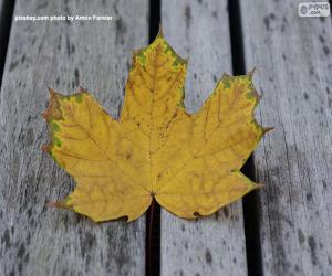 Rompicapo di Foglia giallastra in autunno