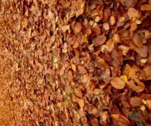 Rompicapo di Foglie cadute a terra, una tipica immagine di autunno