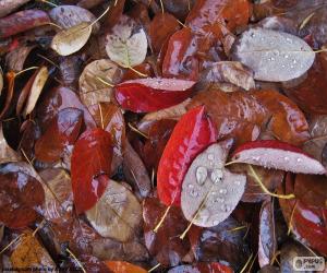 Rompicapo di Foglie di autunno bagnato