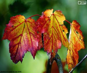 Rompicapo di Foglie di autunno