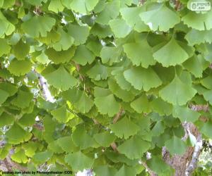 Rompicapo di Foglie di Ginkgo biloba