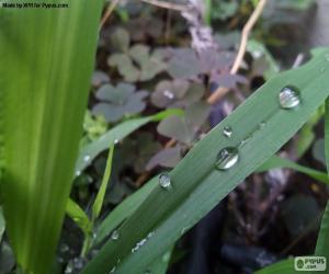 Rompicapo di Foglio con le gocce di acqua