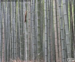 Rompicapo di Foresta di bambù giapponese