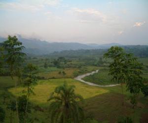 Rompicapo di Foresta impenetrabile di Bwindi, Uganda.