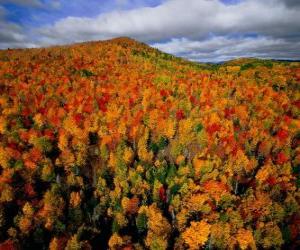 Rompicapo di Foresta in Quebec, Canada