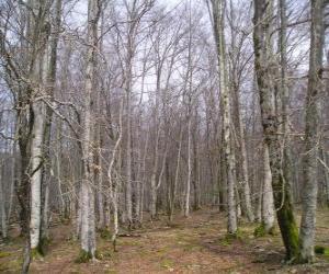 Rompicapo di Foresta senza foglie in inverno