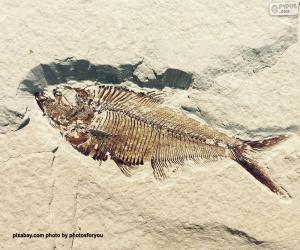 Rompicapo di Fossile di pesce