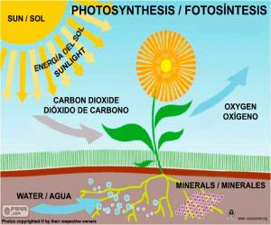 Rompicapo di Fotosintesi