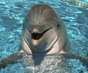 Rompicapo di Friendly delfino