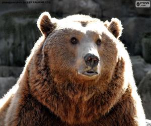 Rompicapo di Fronte dell'orso