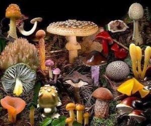 Rompicapo di Funghi