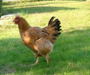 Rompicapo di Gallina