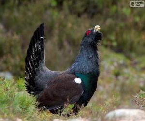 Rompicapo di Gallo cedrone maschio