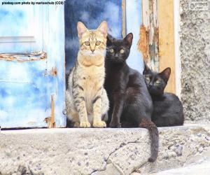 Rompicapo di Gatti alla porta