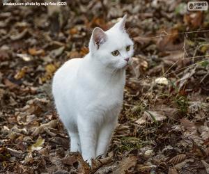 Rompicapo di Gattino bianco