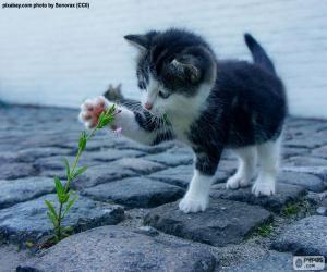 Rompicapo di Gattino e pianta