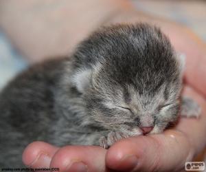 Rompicapo di Gatto appena Nato