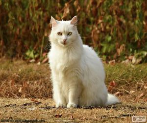 Rompicapo di Gatto bianco che si siede