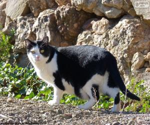 Rompicapo di Gatto bianco e nero