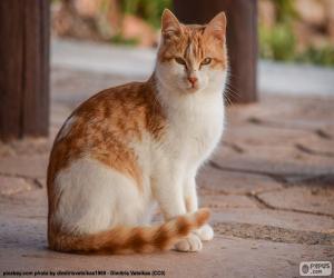 Rompicapo di Gatto di seduta