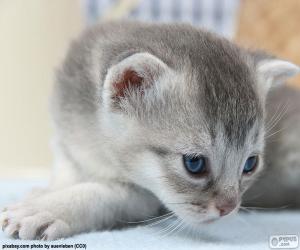 Rompicapo di Gatto grigio degli occhi blu