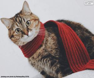 Rompicapo di Gatto in sciarpa