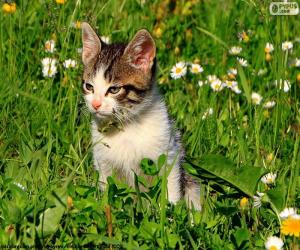 Rompicapo di Gatto nel campo