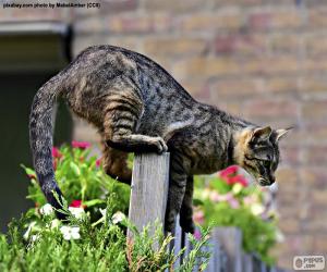 Rompicapo di Gatto su una rete fissa