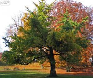 Rompicapo di Ginkgo biloba