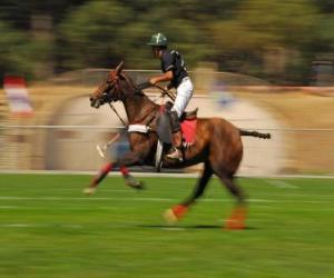 Rompicapo di Giocatore di polo un gioco