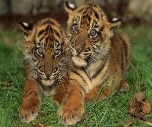 Rompicapo di Giovani tigri