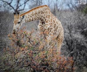 Rompicapo di Giraffa che mangia gli arbusti