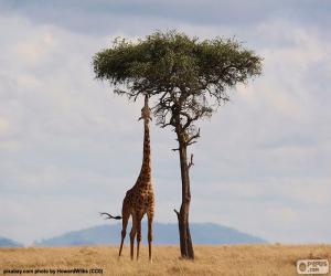 Rompicapo di Giraffa che mangia i foglie