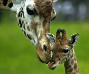 Rompicapo di giraffa con il suo cucciolo