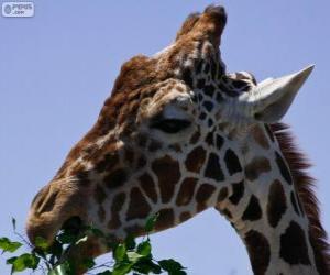 Rompicapo di Giraffa mangiare