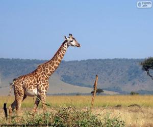 Rompicapo di Giraffa nel paesaggio
