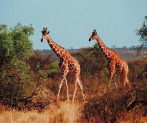 Rompicapo di Giraffe camminare