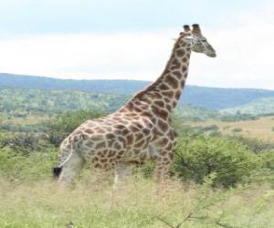 Rompicapo di Giraffe guardando il paesaggio