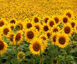 Rompicapo di Girasoli nel campo