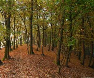 Rompicapo di Gli alberi di una foresta