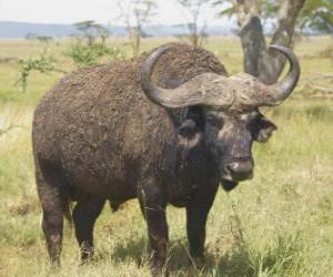 Rompicapo di Gnu, tranquillamente pascolare nella savana