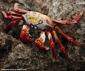 Rompicapo di Granchio delle Isole Galapagos