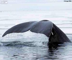 Rompicapo di Grande coda di balena