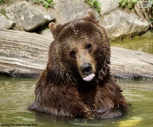 Rompicapo di Grande orso in acqua