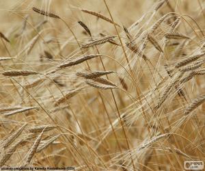 Rompicapo di Grano