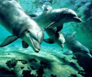 Rompicapo di Gruppo di delfini nuotando nel mare