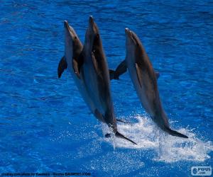 Rompicapo di Gruppo di delfini saltellanti