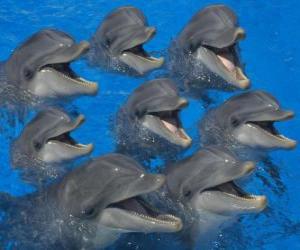 Rompicapo di Gruppo di delfini